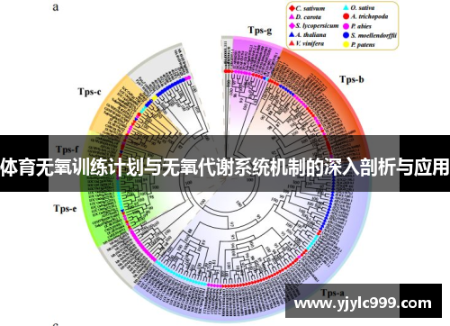 体育无氧训练计划与无氧代谢系统机制的深入剖析与应用